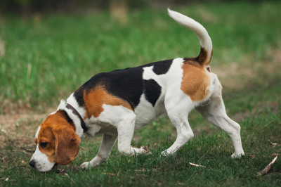 Beagles for hot sale dummies