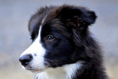 Border Collies - Temperament, Facts, Dog Tricks and Shows