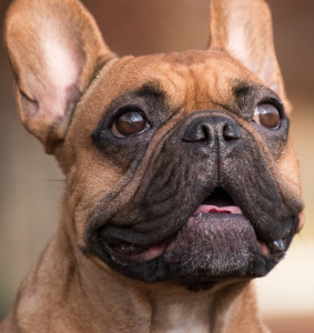 are french bulldogs prey driven