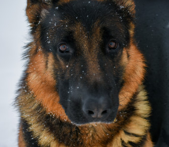 how intelligent is a german shepherd