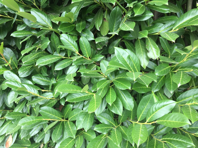 Cherry laurel: Toxic or non-toxic to dogs? - DigiDogs