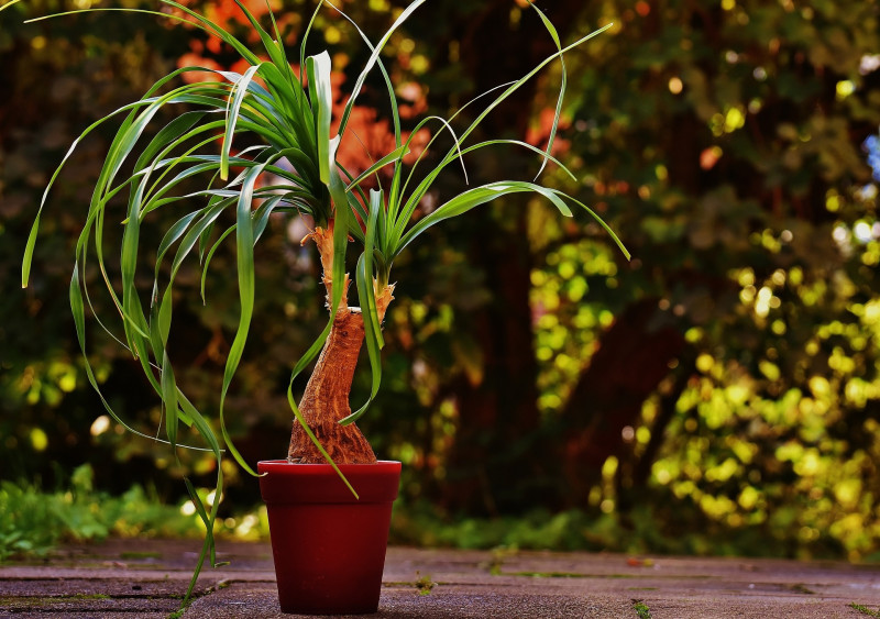 Ponytail palm toxic outlet to dogs