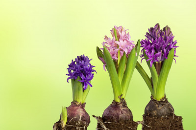 Are hyacinths poisonous sales to dogs